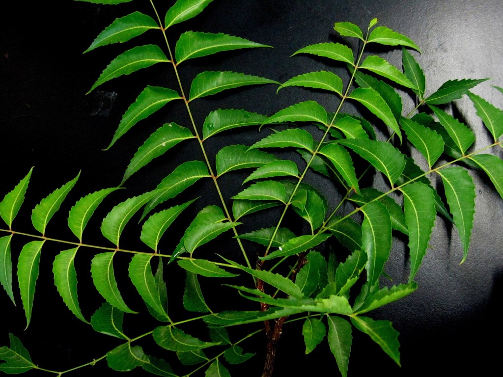 The Nourishing Benefits of&nbsp;Neem